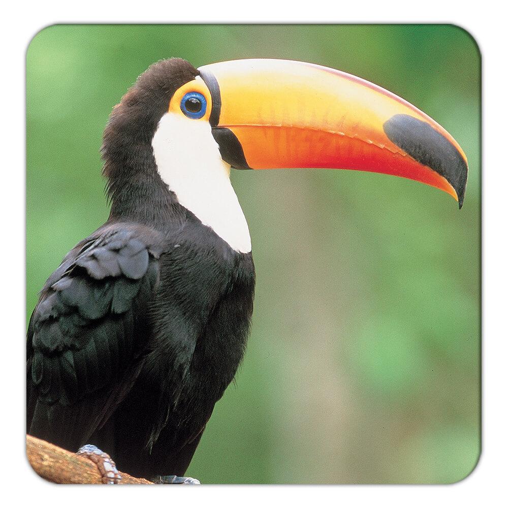 Montaña rusa de regalo: pájaro tucán animal tropical ecología naturaleza aviario - Imagen 3 de 10