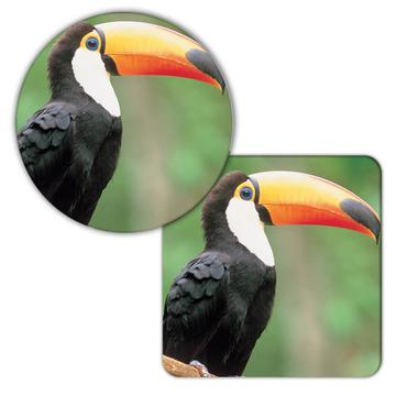 Toucan : Gift Coaster Bird Tropical Animal Ecology Nature Aviary