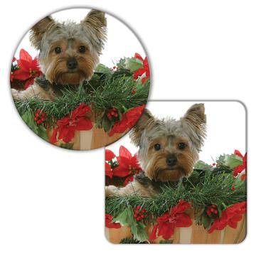 Yorkshire : Gift Coaster Pet Animal Puppy Dog Christmas Poinsettia