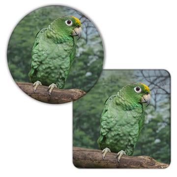Parrot : Gift Coaster Tropical Bird Nature Ecology Brazil Mexico Loro