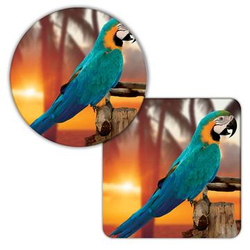 Macaw Sunset Tropical : Gift Coaster Parrot Bird Animal Cute