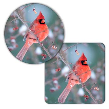 Cardinal : Gift Coaster Bird Nature Animal Christmas Watching Winter