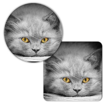 Cat Plotting : Gift Coaster Cute Animal Kitten Funny Not Quiet Eyes Sepia Artistic Sarcastic