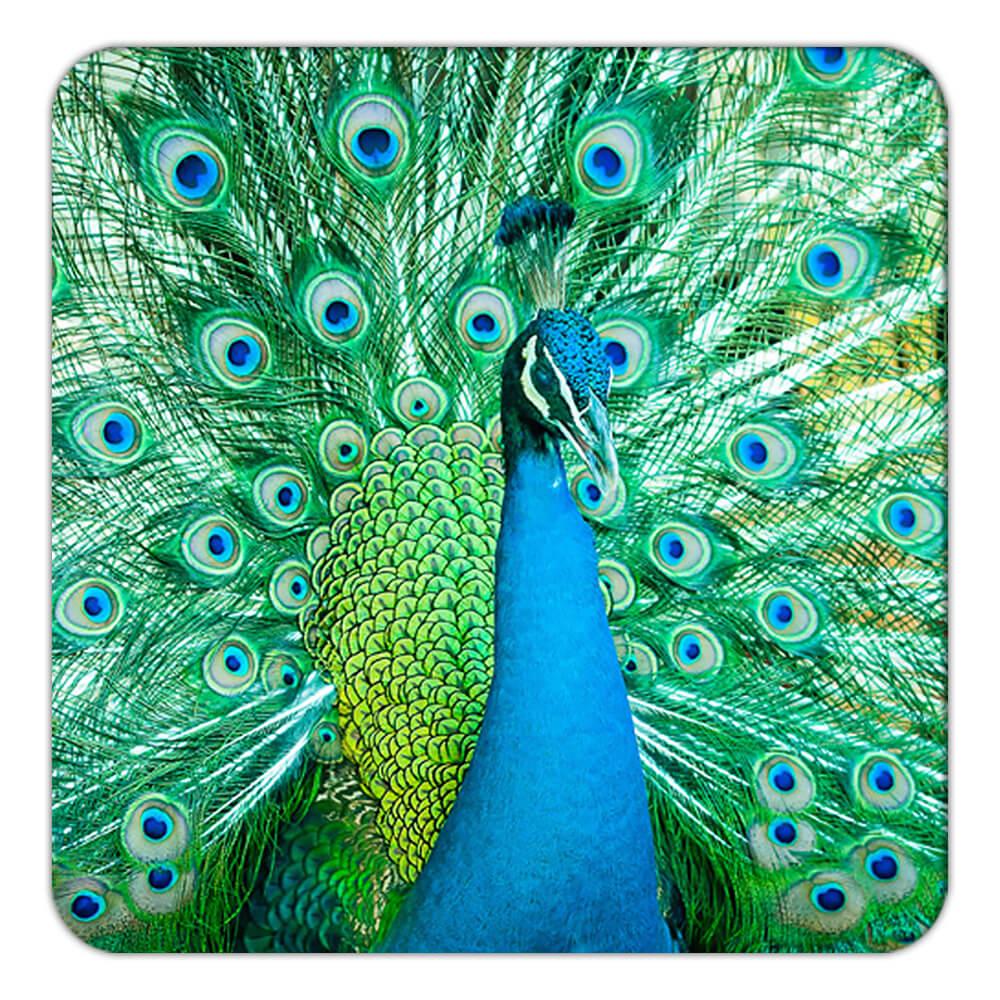 Geschenk Untersetzer: Pfau Vogel Tier Natur beobachten Ökologie - Bild 3 von 10