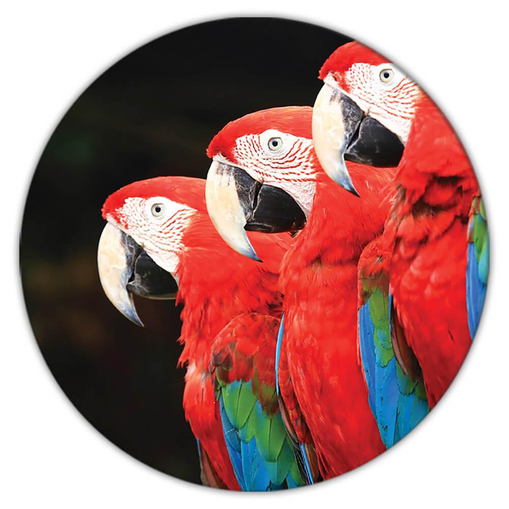 Montaña rusa de regalo: 3 guacamayos loro pájaro fotografía animal lindo - Imagen 2 de 10