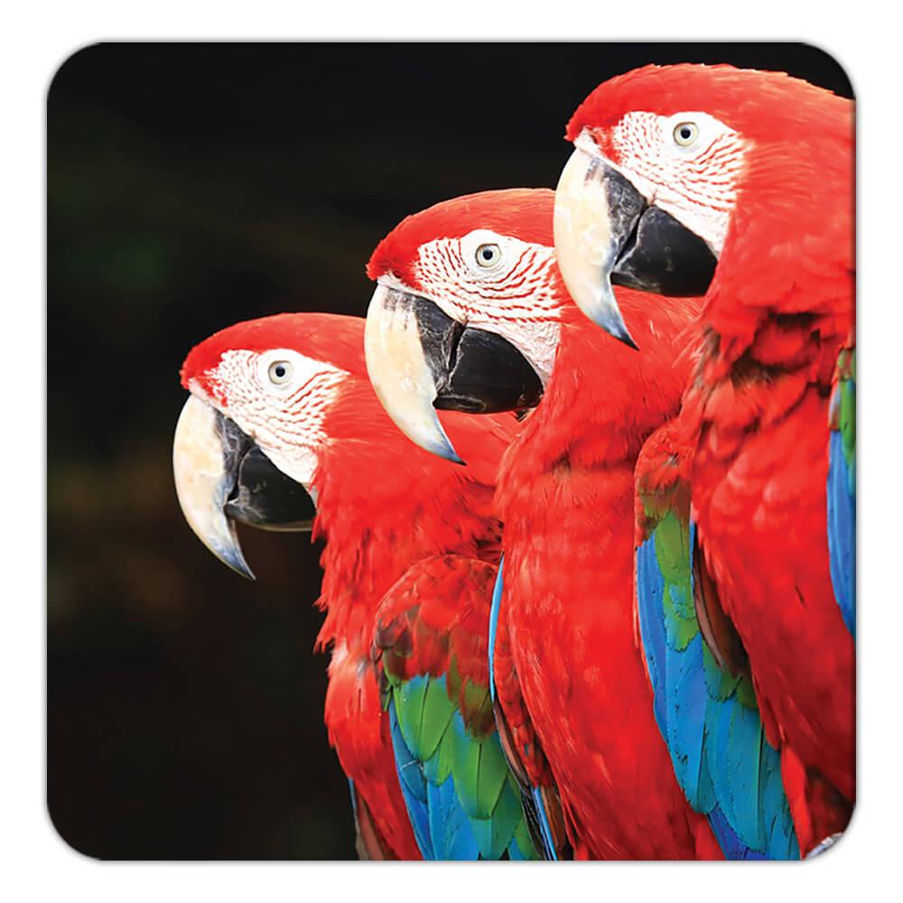 Montaña rusa de regalo: 3 guacamayos loro pájaro fotografía animal lindo - Imagen 3 de 10