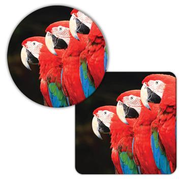 3 Macaws : Gift Coaster Parrot Bird Photography Animal Cute