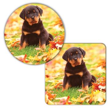 Rottweiler : Gift Coaster Pet Animal Puppy Dog Cute Leaves Autumn Fall
