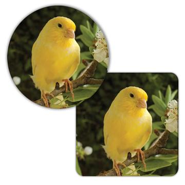 Canary : Gift Coaster Bird Animal Nature Watchers Ecology Exotic Yellow