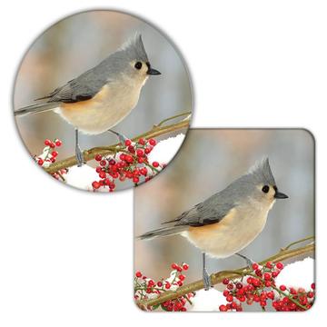 Cardinal : Gift Coaster Bird Nature Animal Christmas Winter Watching