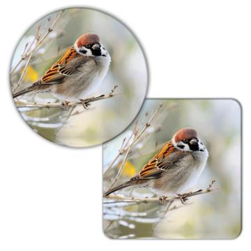 Sparrow Bird : Gift Coaster Animal Nature Colorful Ecology Pet Birdwatcher