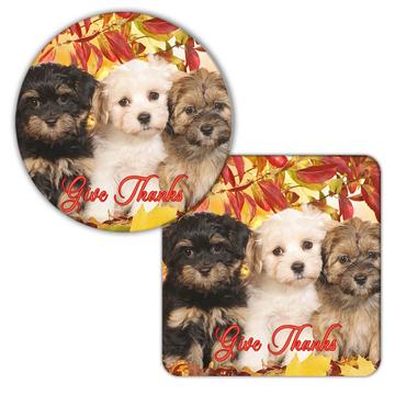 Lhasa Fall Give Thanks : Gift Coaster Dog Puppy Pet Leaves Autumn Animal Cute