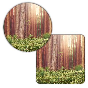 Sunset Forest Trees : Gift Coaster Grass Flower Nature Wood Wall Photo Home Decor Trunks