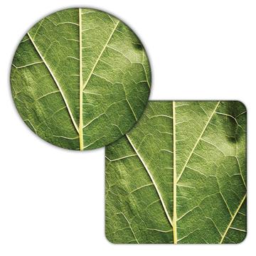 Green Leaf Vein Closeup : Gift Coaster Plant Leaves Nature Luxury Fashion Decor Ecology