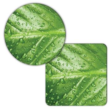 Water Drops Green Leaf : Gift Coaster Photograph Wall Poster Home Decor Nature Plant