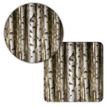Birch Trunks Photograph : Gift Coaster Nature Forest Wood Home Wall Poster Decor Art