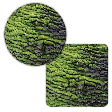 Moss Tree Bark Texture : Gift Coaster Old Wood Forest Pattern Nature Scrapbook Wall Decor