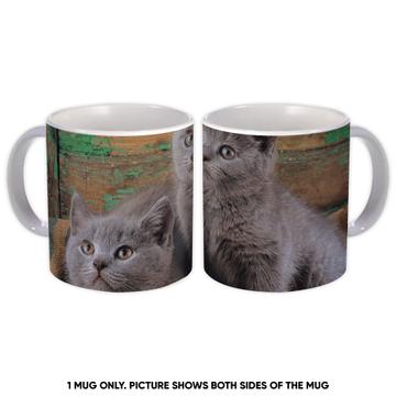 Cat : Gift Mug Pet Kitten Feline Pets Lover Mom Dad