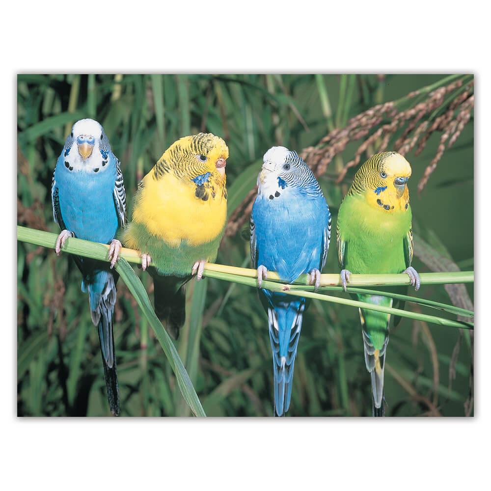 Parakeets on Branch : Gift Sticker Bird Cute Colorful Friend Funny