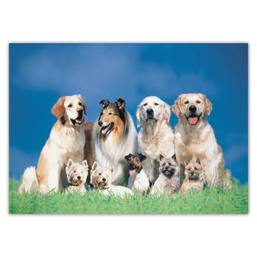 Collie And Other Dogs : Gift Sticker Dog Puppy Pet Animal Cute
