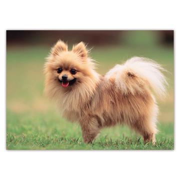Pomeranian My Spirit Animal : Gift Sticker Dog Pet Puppy Animal Cute