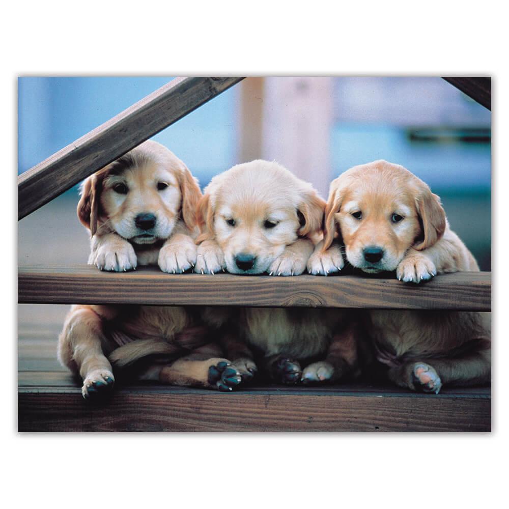 Gift Sticker : Golden Retriever Dog Pet Animal Puppy Canine Pets Dogs