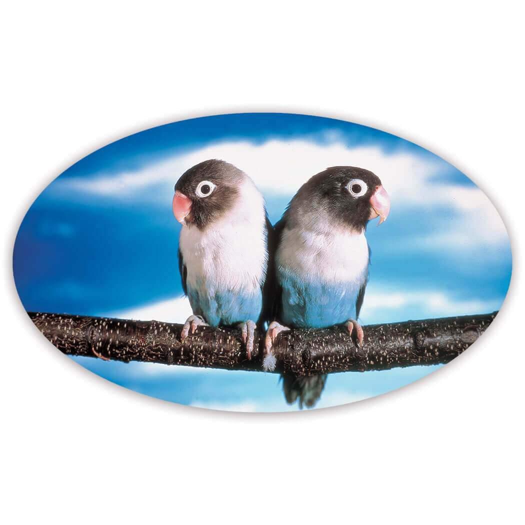 Gift Sticker : Agapornis Love Birds Cute Nature Romantic Valentines Day |  eBay