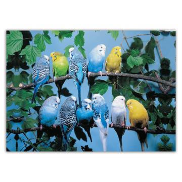 Parakeets on Branch : Gift Sticker Yellow Blue Bird Animal Photography