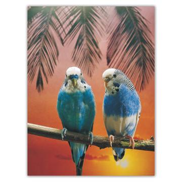 Blue Parakeets Sunset : Gift Sticker Cute Bird Tropical Ecology Nature Aviary