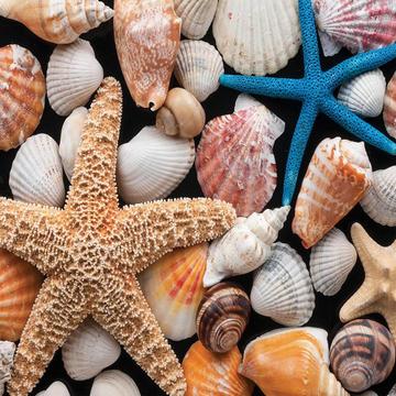 Seashells Photograph : Gift Sticker Starfish Shells Kitchen Room Wall Decor Poster Art