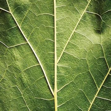 Green Leaf Vein Closeup : Gift Sticker Plant Leaves Nature Luxury Fashion Decor Ecology